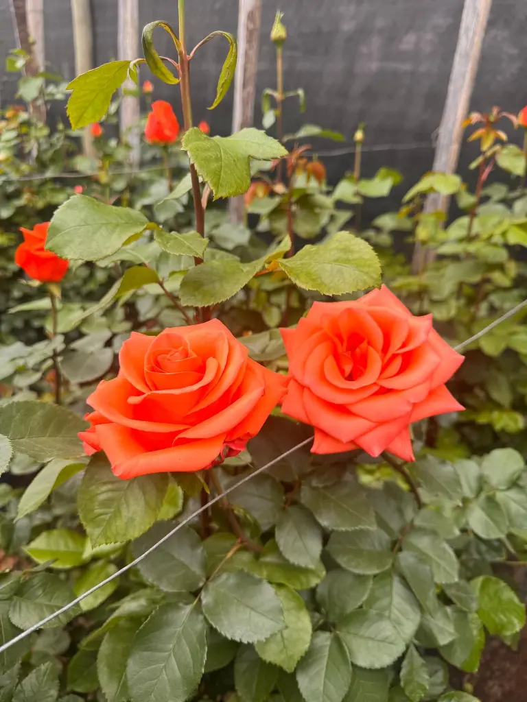 WhatsApp Image 2025-09-24 at 11.30.35 AM (11).webp