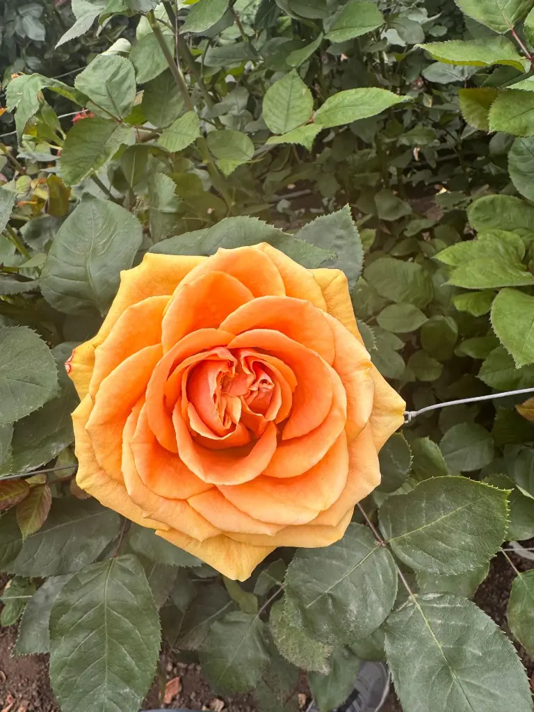 WhatsApp Image 2025-09-24 at 11.30.35 AM (10).webp