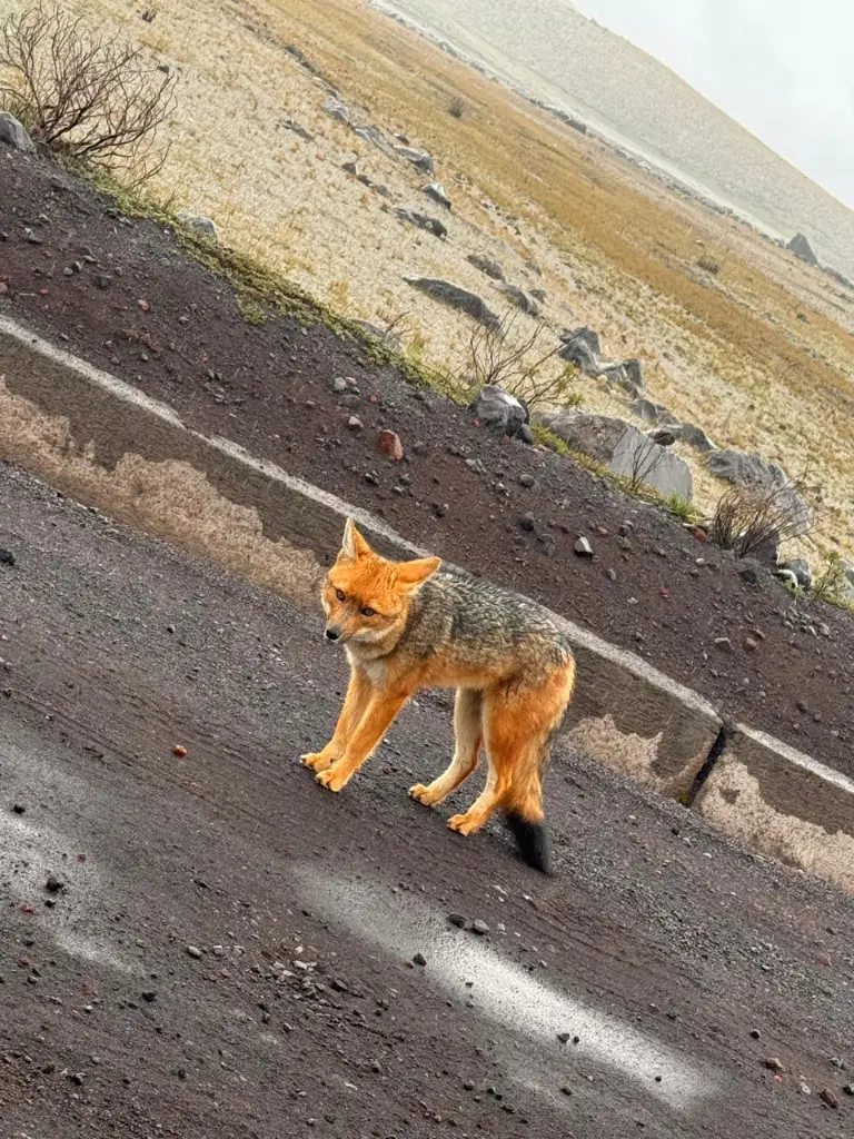 WhatsApp Image 2025-09-24 at 9.56.49 PM (6).webp