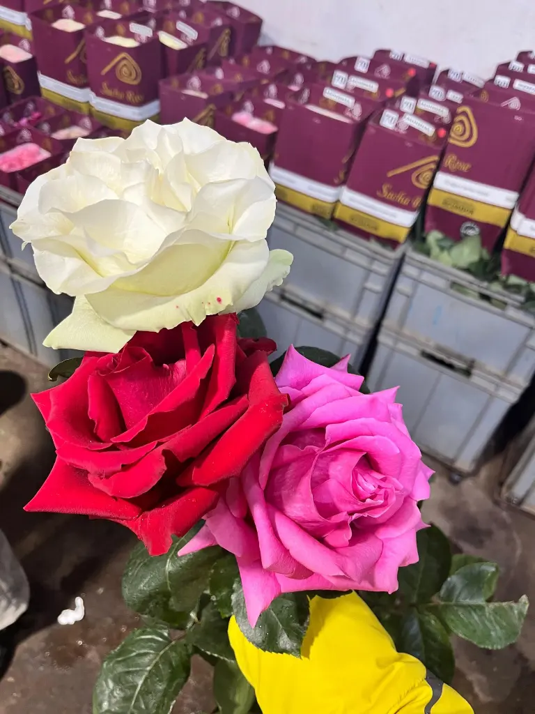 WhatsApp Image 2025-09-24 at 11.30.31 AM.webp